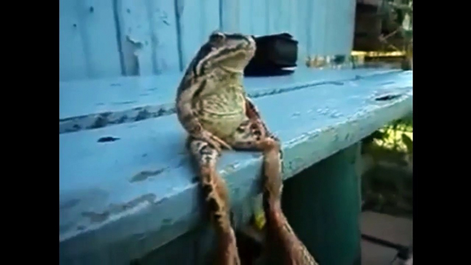 So Funny Frog setting and resting like a human