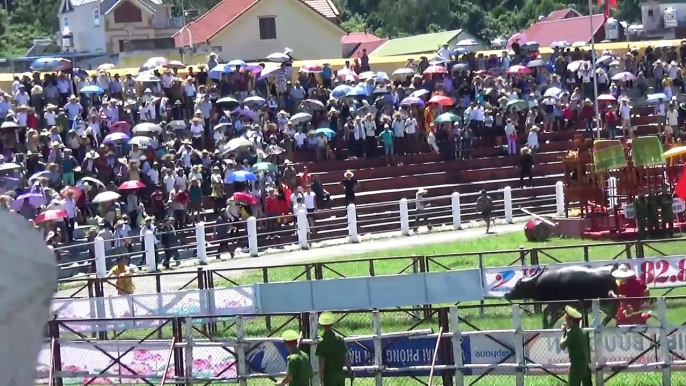 Amazing Buffalo Fight Festival