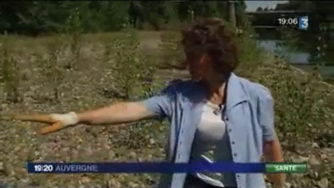 L'ambroisie arrive en Auvergne