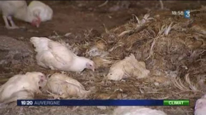 Canicule - Un été meurtrier pour les poulets