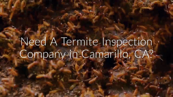 Insight Pest Management - Termite Inspection in Camarillo, CA