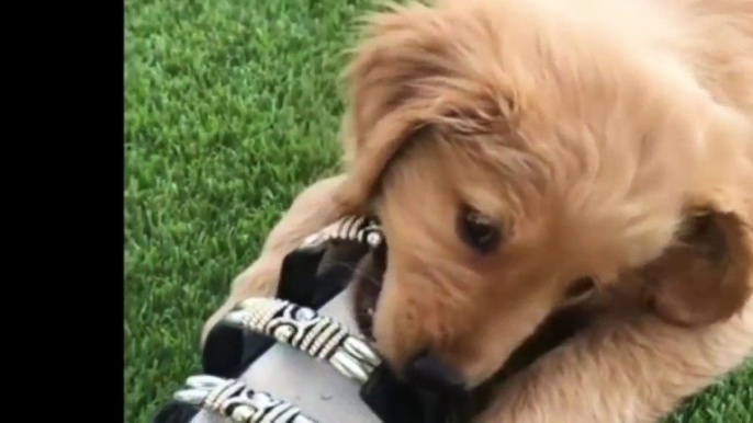 Best Of Cute Golden Retriever Puppies Compilation #41 - Funny Dogs 2018_13-06-2018_3