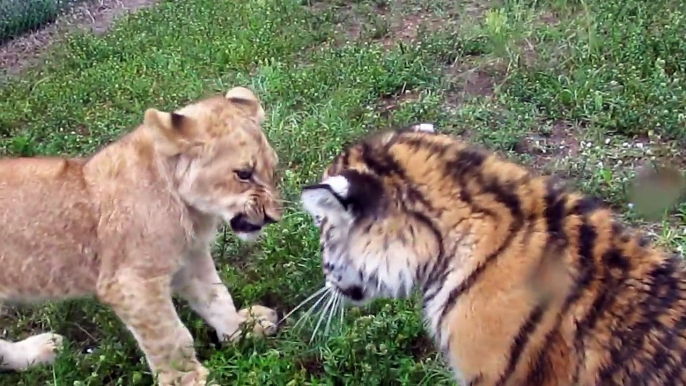 Quand un bébé lion et un bébé tigre jouent ensemble... Adorable