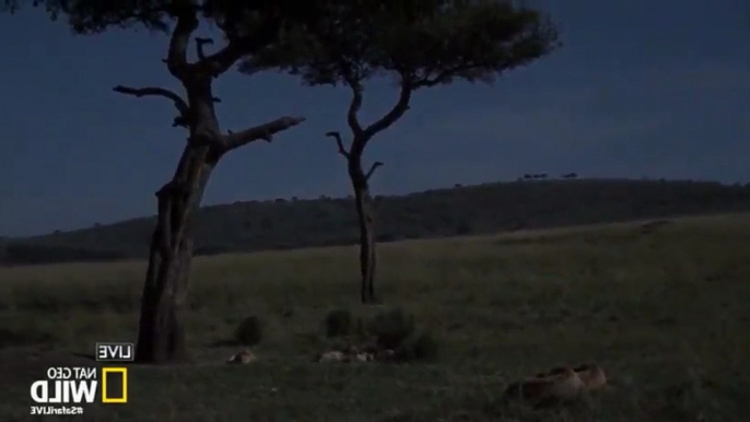 Safari Live Migration S01  E01 The Journey Begins - Part 03