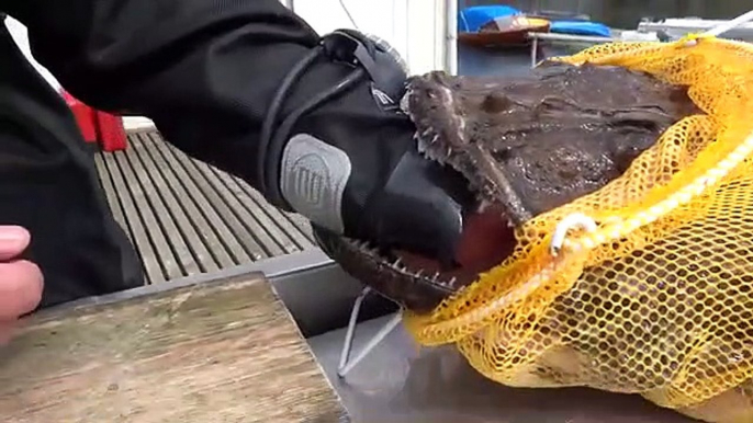 Ce pecheur a la main coincée dans la bouche d'un énorme poisson aux dents acérées