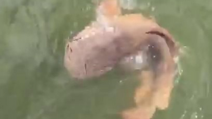 Un crocodile vient dévorer leur poisson chat. Impressionnant