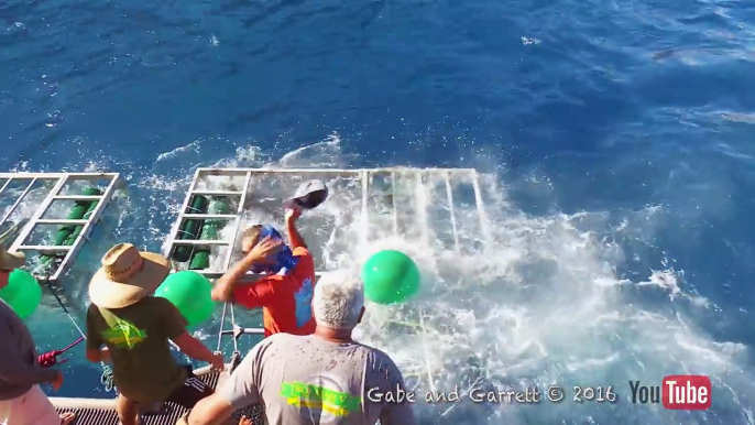 Great White Shark Cage Breach Accident