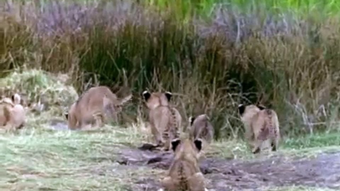 El Reino del Leon de la Cuna hasta la Tumba Documental de Leones