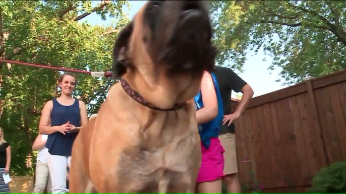 Girl Battling Untreatable Epilepsy Gets Dream Playhouse to Share with Her Dogs