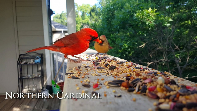 A Beautiful Pair of Cardinals with Big Appetites ||| Birdseed Diaries: Wild Birds!