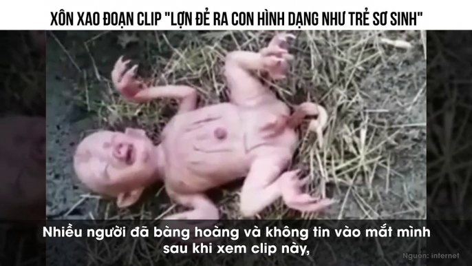 XÔN XAO ĐOẠN CLIP "LỢN ĐẺ RA CON HÌNH DẠNG NHƯ TRẺ SƠ SINH"