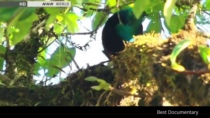 Amazing Birds Of Paradise : Best Documentary Of All Time