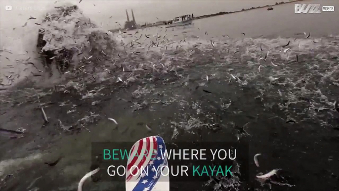 Whale almost knocks over kayaker