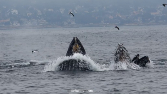 Humpback Whales Lunge Feed in Monterey Bay, California