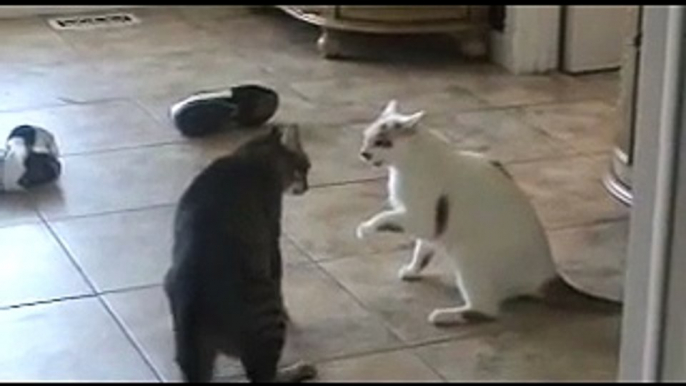 Extreme Cat Fight, Caught on Tape!