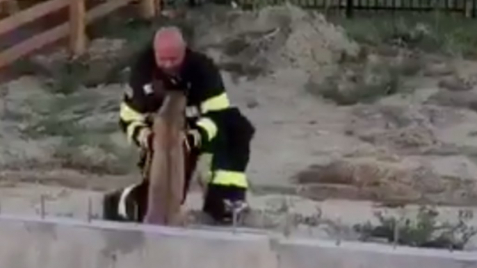 Colorado Firefighters Rescue Young Deer Trapped in Home Foundation