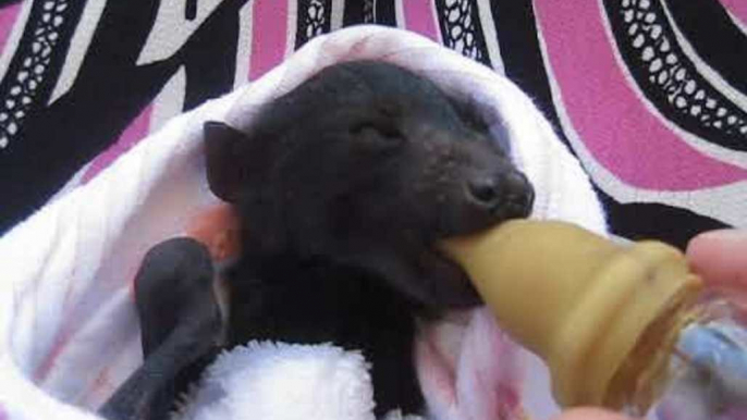 Rescued Flying Fox Is Too Sleepy to Finish Her Bottle