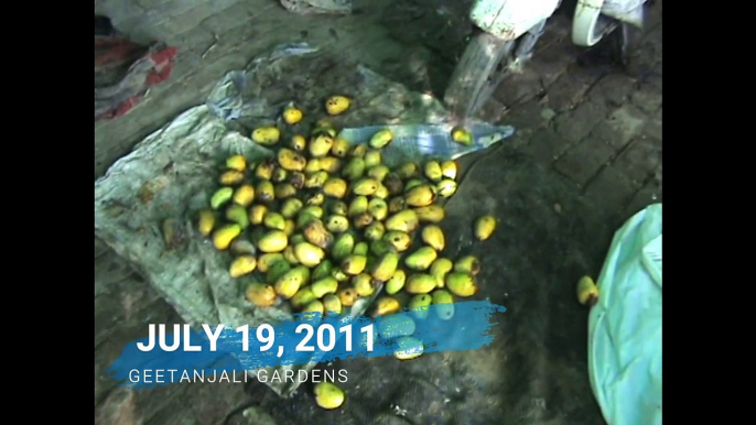 Preparations for Vaanar Bhoj - 19 Jul 2011