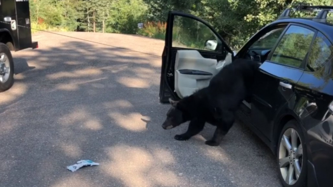 Police Release Bear Trapped in Parked Car in Colorado