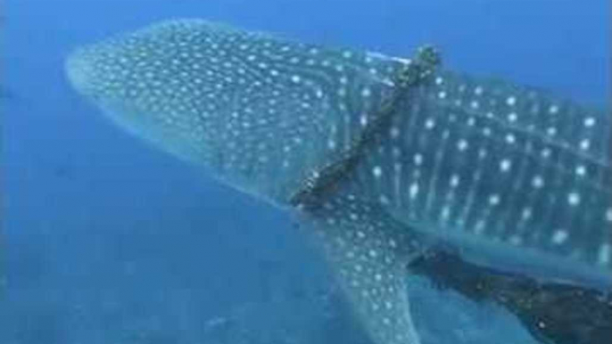 Family Diving Trip Turns Into Rescue Mission to Free Whale Shark Entangled in Fishing Line