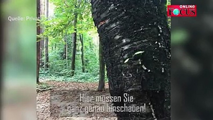 Dieser Hund beweist: Auch ein großes Tier schafft es, sich im Wald perfekt zu tarnen. Auf den ersten Blick ist der Hund kaum zu entdecken. Könnt ihr ihn sehen?