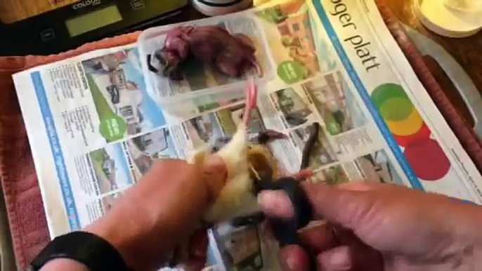 Feeding time for Baby Harris Hawk