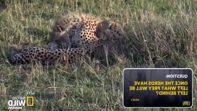 Safari Live Migration S01  E13 S 1, E 13 - Part 03