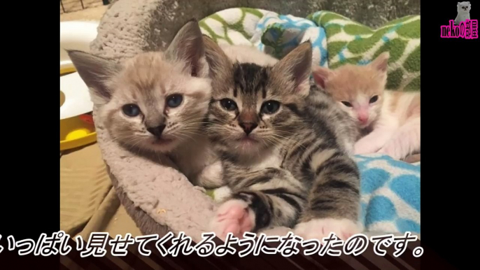 母猫に育児放棄され鳴いていた子猫。保護された先で優しいお兄ちゃん猫と出会い、温かな愛情を知ると・・・【nekoの部屋】