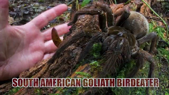 Biggest spider in the world