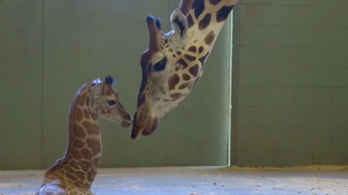 Giraffe Mum Gives Birth to Leggy Little Calf at Australia Zoo