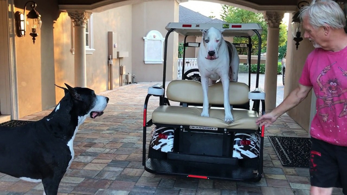 Stubborn Great Dane throws temper tantrum