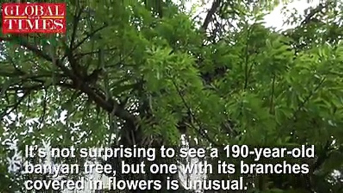 【Harmonious coexistence】It’s not surprising to see a 190-year-old banyan tree, but one with its branches covered in flowers is unusual. Such a spectacle was cap