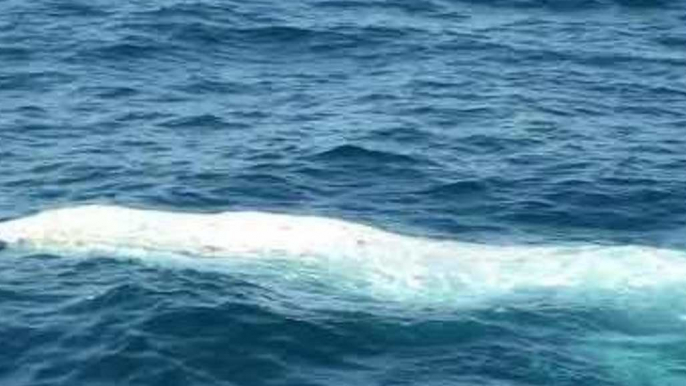 Rare White Whale Breaches off Australian Coast Near Brisbane