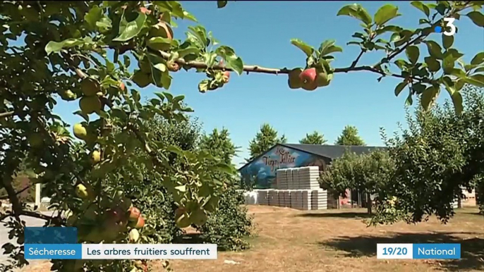 Sécheresse : les arbres fruitiers souffrent