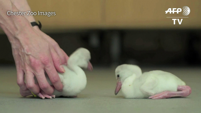 New flamingo chicks welcomed to UK zoo