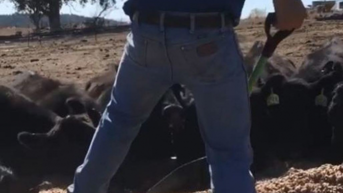 Aussie Farmer Shares Heartbreaking Story of Daily Battle to Feed Drought-Stricken Livestock