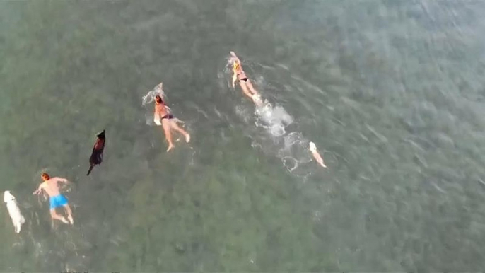 Hunde am Strand: Schwimmen, Bier trinken, und dann ein Eis