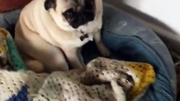 Pug puppy hysterically plays hard to get