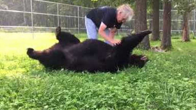 Woman Brushes Delighted Bear at Wildlife Center