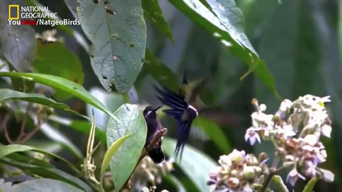 Documentary Humming Beautiful Birds National Geographic