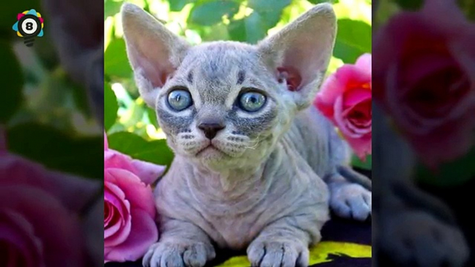 Worlds Smallest Cats & Cat Breeds