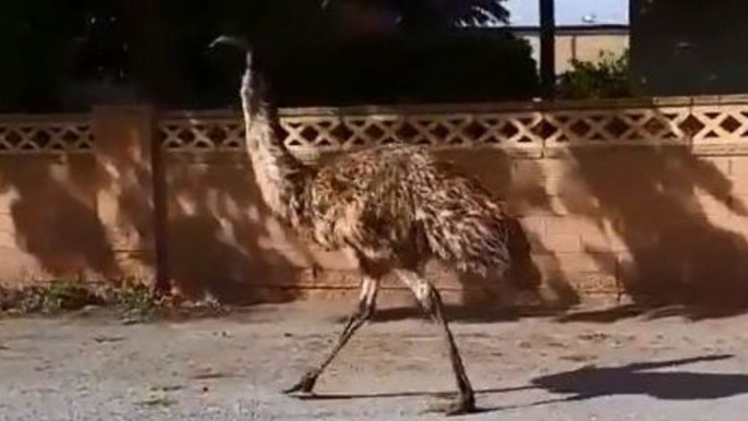 Thirsty Emus Invade Town to Escape New South Wales Drought