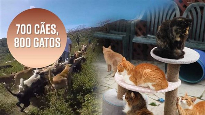 700 cães, 800 gatos: Quão longe você iria para salvar animais?