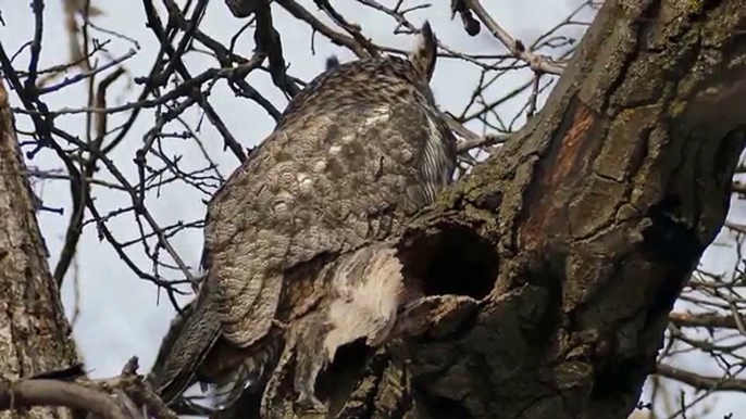 Great Horned Owl