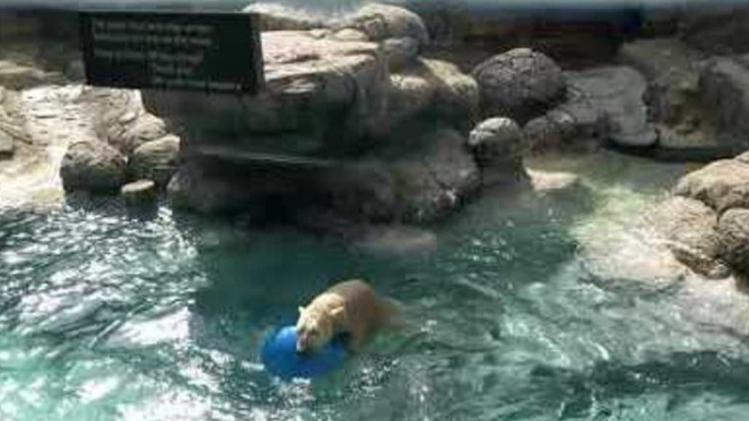 Polar Bear Has a Ball With Favourite Toy at North Carolina Zoo