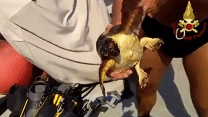 Firefighters Rescue Sea Turtle Off East Italian Coast