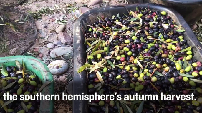 An Argentine Olive Harvest
