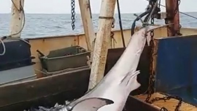 Ces pecheurs découvrent un grand requin blanc dans leur filet