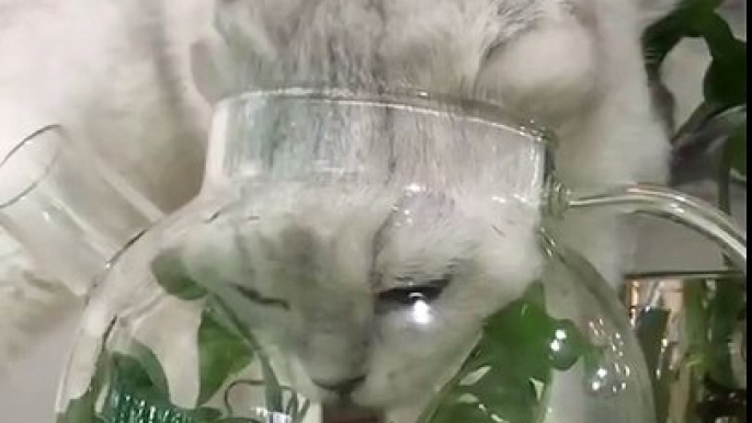 【Video】#WhyCatsSuck: They don’t have good drinking habits. Video: Tik Tok