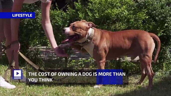 The Cost of Owning a Dog Is More Than You Think